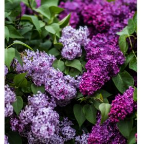 Lilac fragrance oil 50g