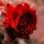 Rose fragrance oil 500g