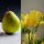 Pear and Freesia fragrance oil 100g