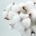 Fresh Cotton fragrance oil 100g