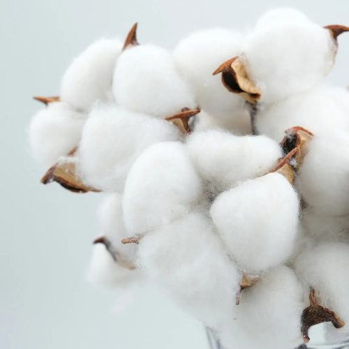 Fresh Cotton fragrance oil 100g