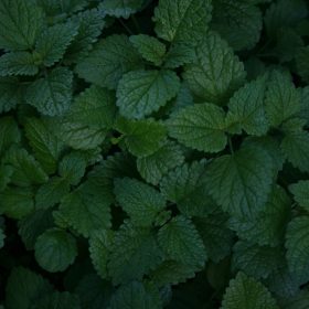 Mint fragrance oil 50g