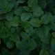 Mint fragrance oil 100g