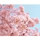 Sakura - Japanese garden fragrance oil  250g