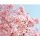 Sakura - Japanese garden fragrance oil  1kg