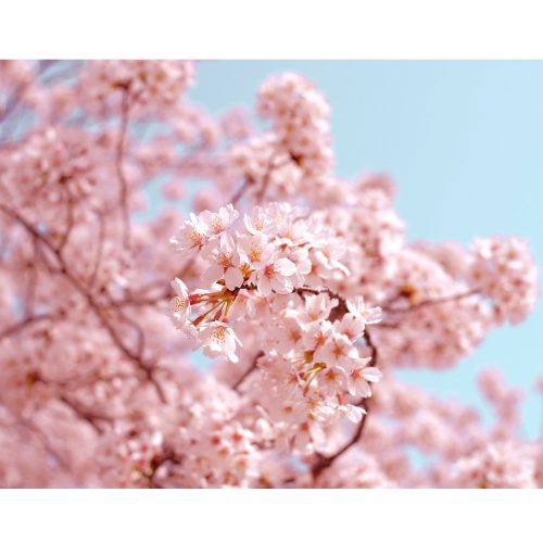 Sakura - Japanese garden fragrance oil  1kg