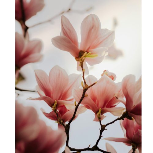 Sugared magnolia fragrance oil 1kg