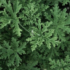 Citronella candle fragrance oil 