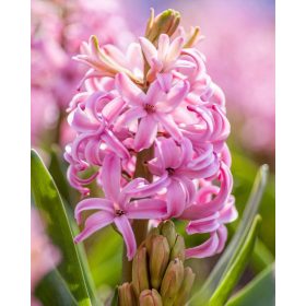 Hyacinth fragrance oil 50g