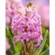 Hyacinth fragrance oil 100g