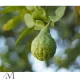 Bergamott fragrance oil  500g