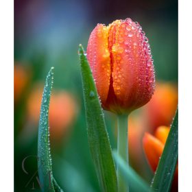 Tulips fragrance oil 50g