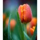 Tulips fragrance oil 250g