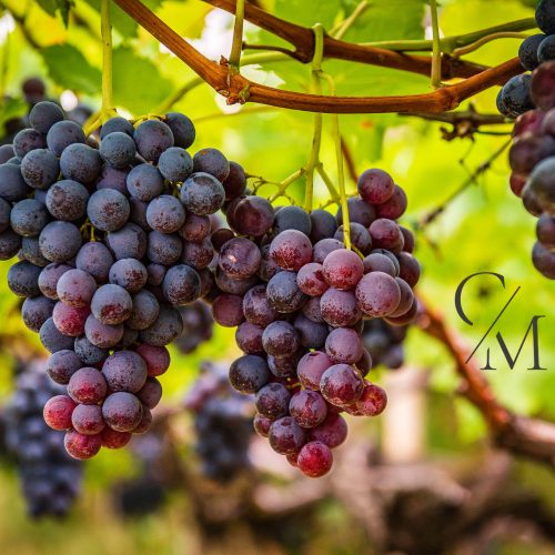 Grapes fragrance oil 50g