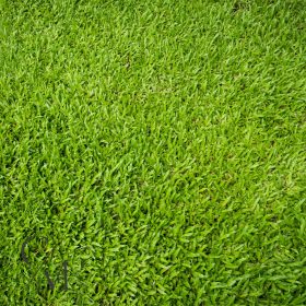 Frissen vágott fű illatolaj 50g