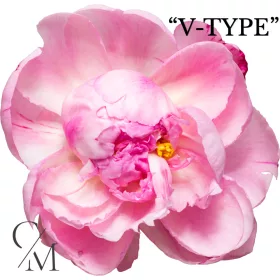 "V-Type " Bazsarózsa illatolaj 50g