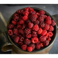 Fruity Fragrance oils